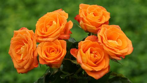 Orange Roses Picture wallpaper | 1920x1080 | #7516