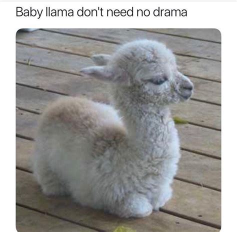 28 best Alpaca Memes images on Pinterest | Funny pics, Funny stuff and Alpaca funny