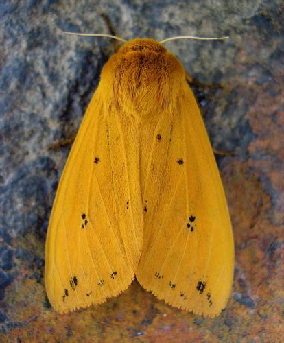 Isabella Tiger Moth Lepidoptera Of Mississippi BioDiversity4All