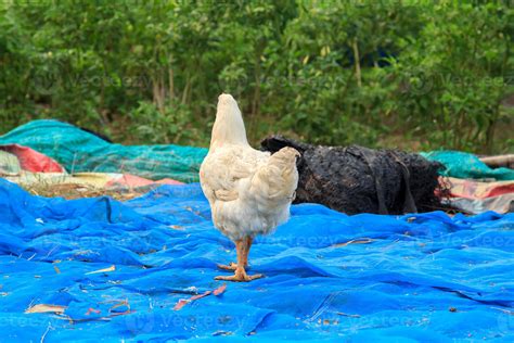 Los Pollos De Engorde Blancos Descansan Y Buscan Alimentos Como Gusanos