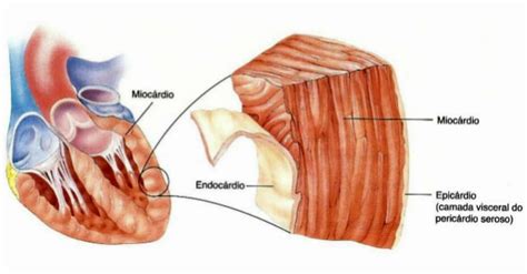 Miocardio Endocardio E Epicardio Anatomia Papel E Caneta