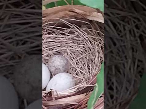 Birds Nests Updates Youtube