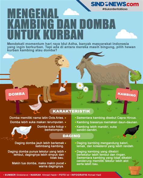 Sindografis Mengenal Perbedaan Kambing Dan Domba Untuk Hewan Kurban