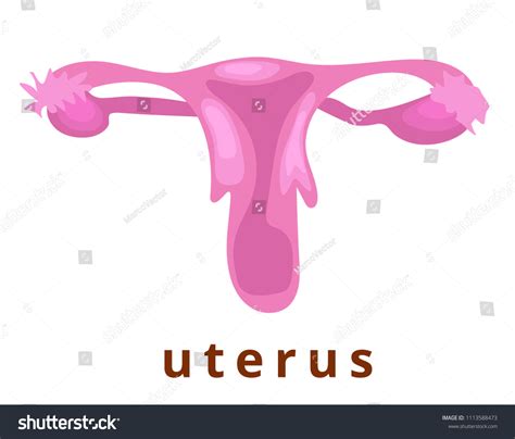 Human Internal Organ Realistic Uterus Nameanatomypink Stock Vector