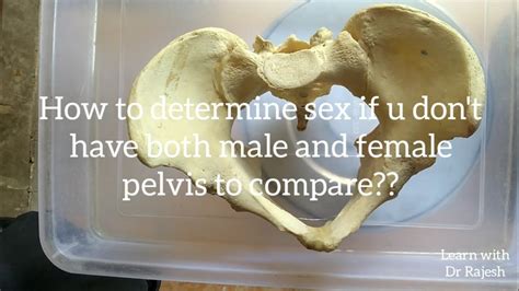 How To Determine Sex Using A Single Pelvis Youtube