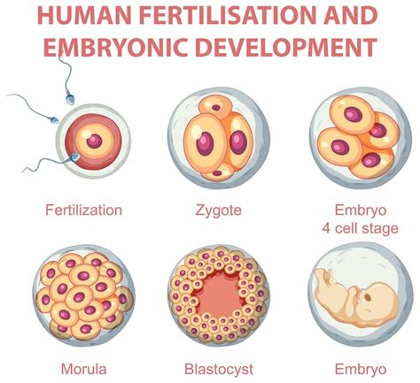 Fertilização Humana E Desenvolvimento Embrionário Em Infografia Humana