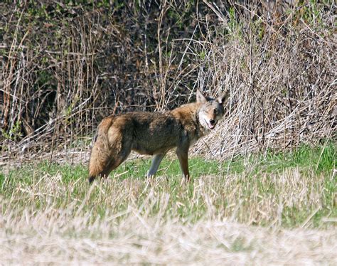 How To Coexist With Wildlife (32) - Procyon Wildlife