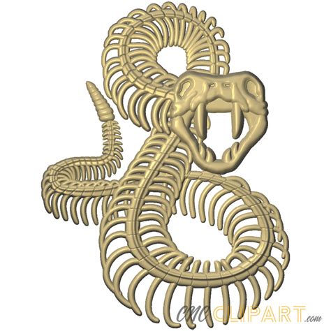 Snake Skeleton Anatomy