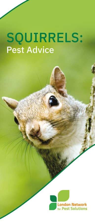 How To Get Rid Of Squirrels London Network For Pest Solutions