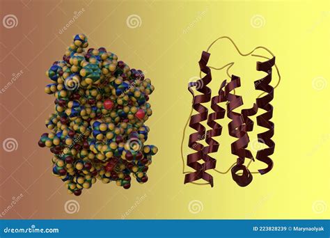 Crystal Structure and Space-filling Molecular Model of Interferon Alpha ...