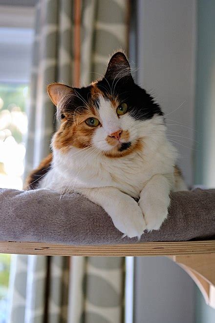 Calico cat - Wikipedia