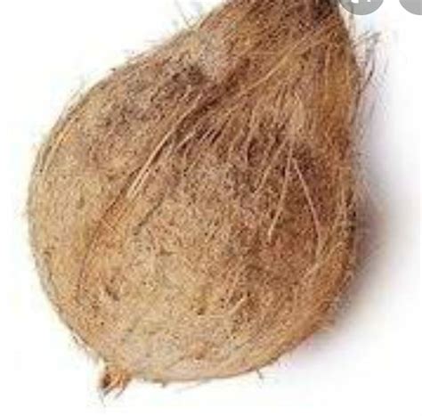 A Grade Pollachi Semi Husked Coconut Packaging Size 13 Kg At Best