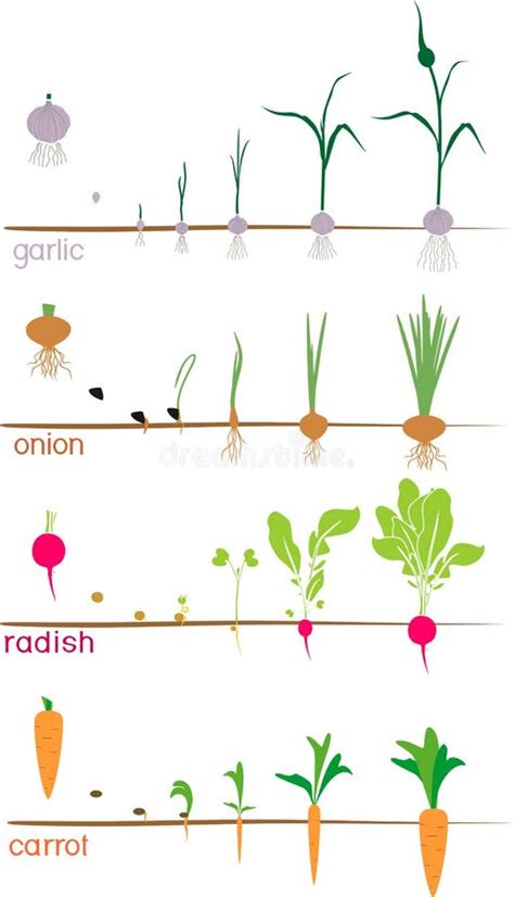 Radish Life Cycle Stages Of Radish Growth From Seed And Sprout To