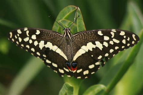 Citrus Swallowtail Project Noah