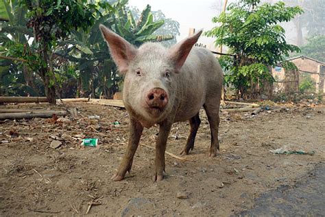 African Swine Fever Detected In Kerala S Wayanad Hundreds Of Pigs To