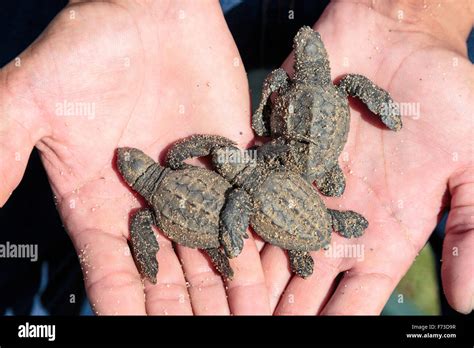 Dos Días De Edad Las Crías De Tortuga Golfina Las Tortugas Marinas Lepidochelys Olivacea Que