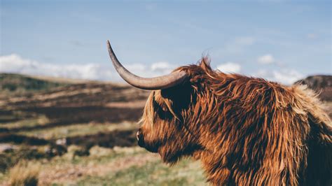 Highland Cattle 4K, Cow, HD Wallpaper | Rare Gallery