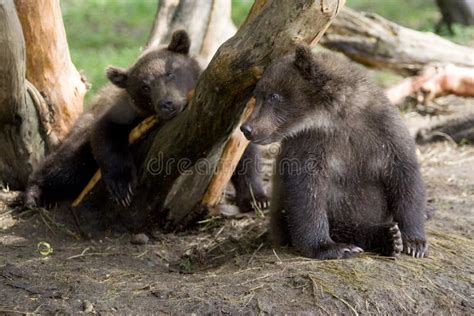 Sleeping bear cub stock photo. Image of outdoors, cubs - 28838200