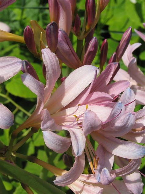 Angelgirlpj Naked Lily