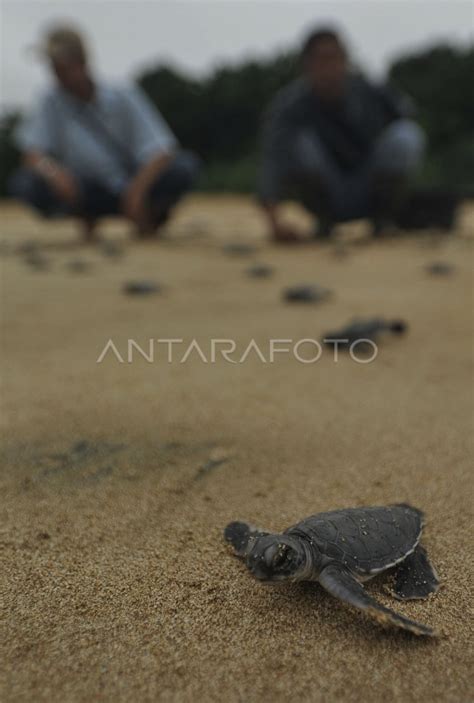 LEPAS TUKIK ANTARA Foto