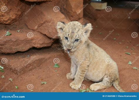 Baby lion stock photo. Image of lion, savanna, baby, safari - 21460588