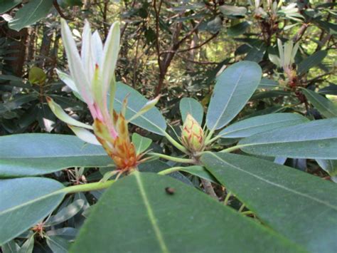 Rhododendron Bloom Report June Nh State Parks