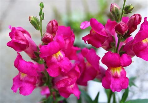 Snapdragon Flowers - Antirrhinum majus Care Tips