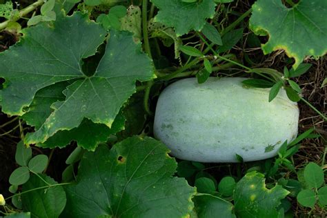 Wax Gourd Benincasa Hispida X10 Seeds Vegetable Winter Gourd