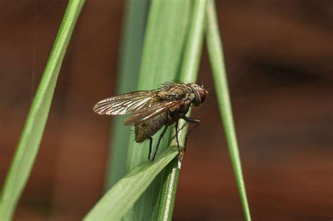 Diptera Info Discussion Forum Muscidae Id