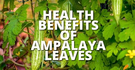 potential health benefits  ampalaya leaves