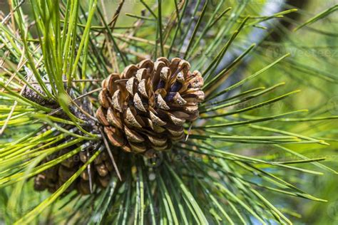 A Pine Cone Hanging From A Tree Branch