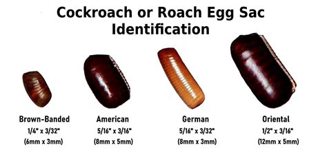 What do roach eggs look like? - Planet Cockroach