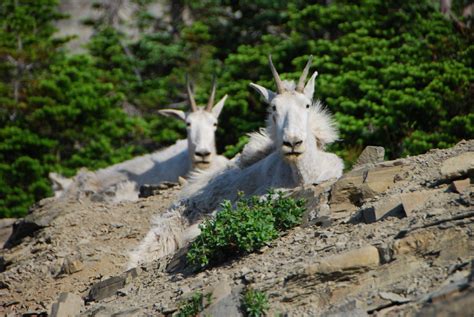 7 Facts About the Rocky Mountain Goat That You Probably Didn't Know – North American Mountain ...