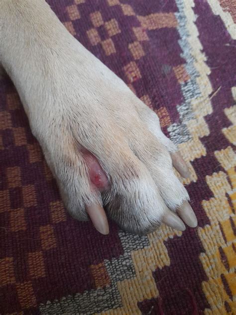 what is causing this cyst on paw of my dog? - Pets Stack Exchange