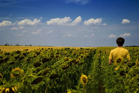 Fertilizante Para Girasol Ventajas De Polysulphate Icl Espa A