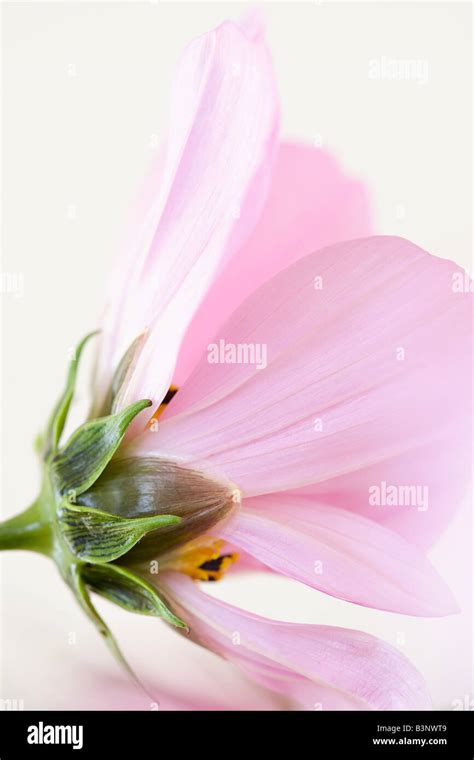 Portrait Of Pink Cosmos Bipinnatus Sonata Flower Coming Into Bloom In