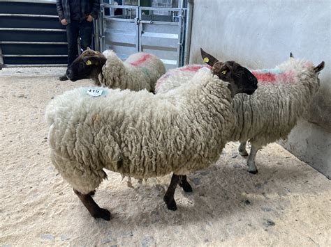 Pics: Small number of spring lambs make up to €176 at Blessington