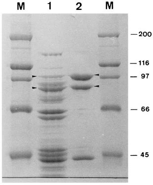 Inhibition Of The M Smegmatis DNA Gyrase Supercoiling Activity By