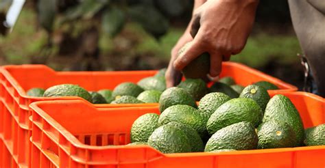 La Importancia Del Sector Primario En México 2000agro Revista