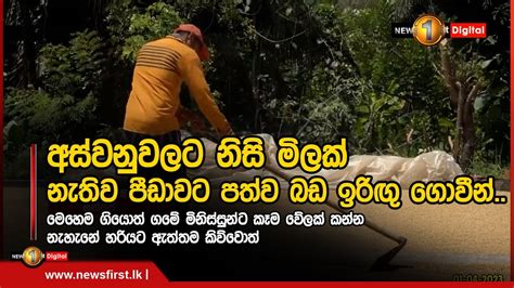 අස්වනුවලට නිසි මිලක් නැතිව පීඩාවට පත්ව බඩ ඉරිඟු ගොවීන් Youtube