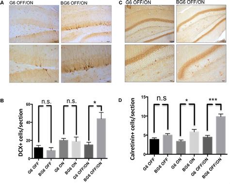 Frontiers Overexpression Of Gsk 3β In Adult Tet Off Gsk 3β Transgenic