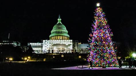 In Arrivo Lalbero Di Natale Del Congresso Americano Alto 25 Metri