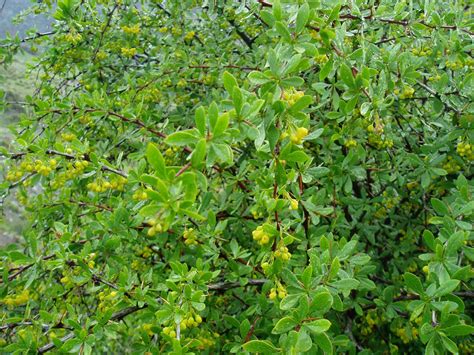 Agracejo Berberis Vulgaris Plantas Riomoros