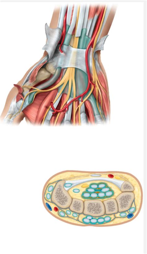 Carpal Tunnel Labeling Diagram Quizlet