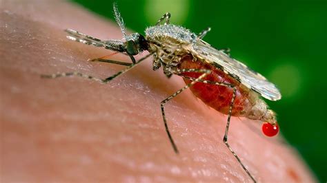 How Malaria Defeats Our Drugs Bbc Future