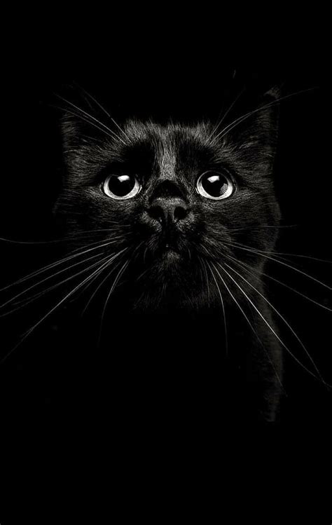 Pin By Diane Carpiaux On Animaux Noir Et Blanc Baby Black Cat