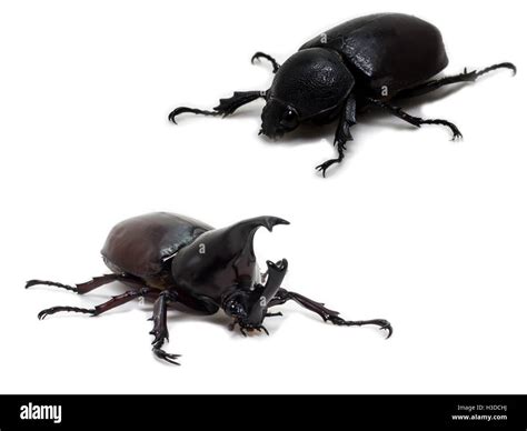 Male and Female Rhinoceros beetle Stock Photo - Alamy