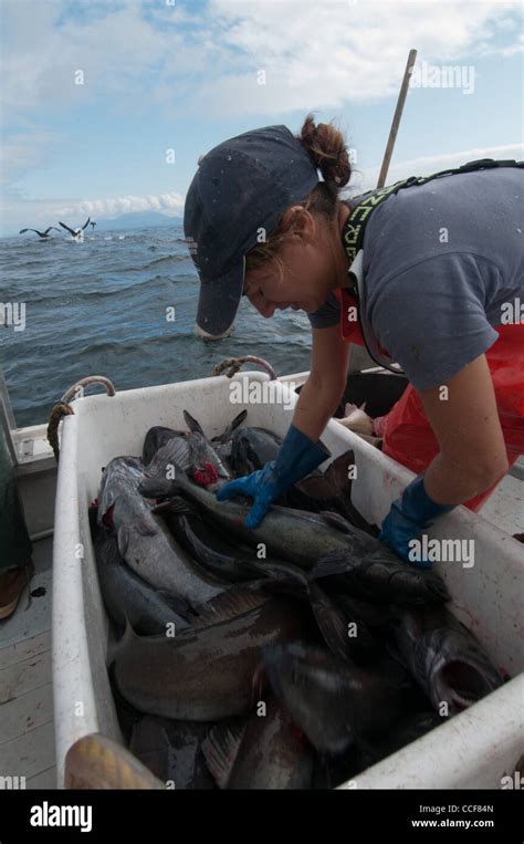 Black Cod Sablefish Fishing Sitka Alaska Stock Photo Alamy