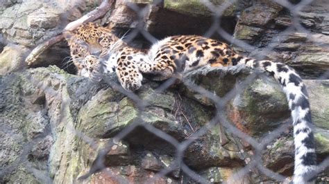 Beardsley Zoo Amur Leopard Zoochat