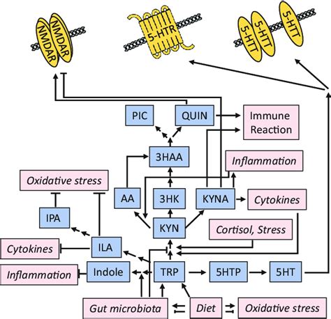 Kynurenine Pathway Exemplifying The Role Of Metabolism And Gut Microbes